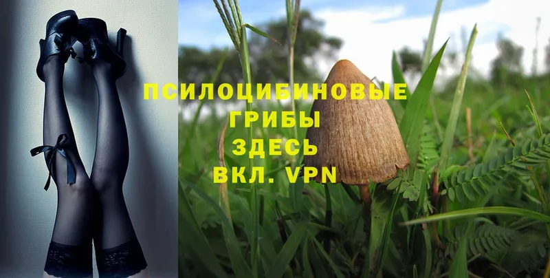 наркотики  кракен ССЫЛКА  Галлюциногенные грибы Magic Shrooms  даркнет наркотические препараты  Юрьев-Польский 